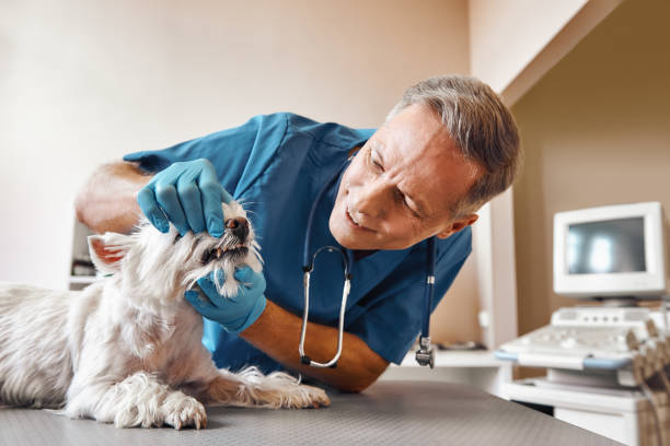 Best Same-Day Emergency Dental Services in Mshall, AR